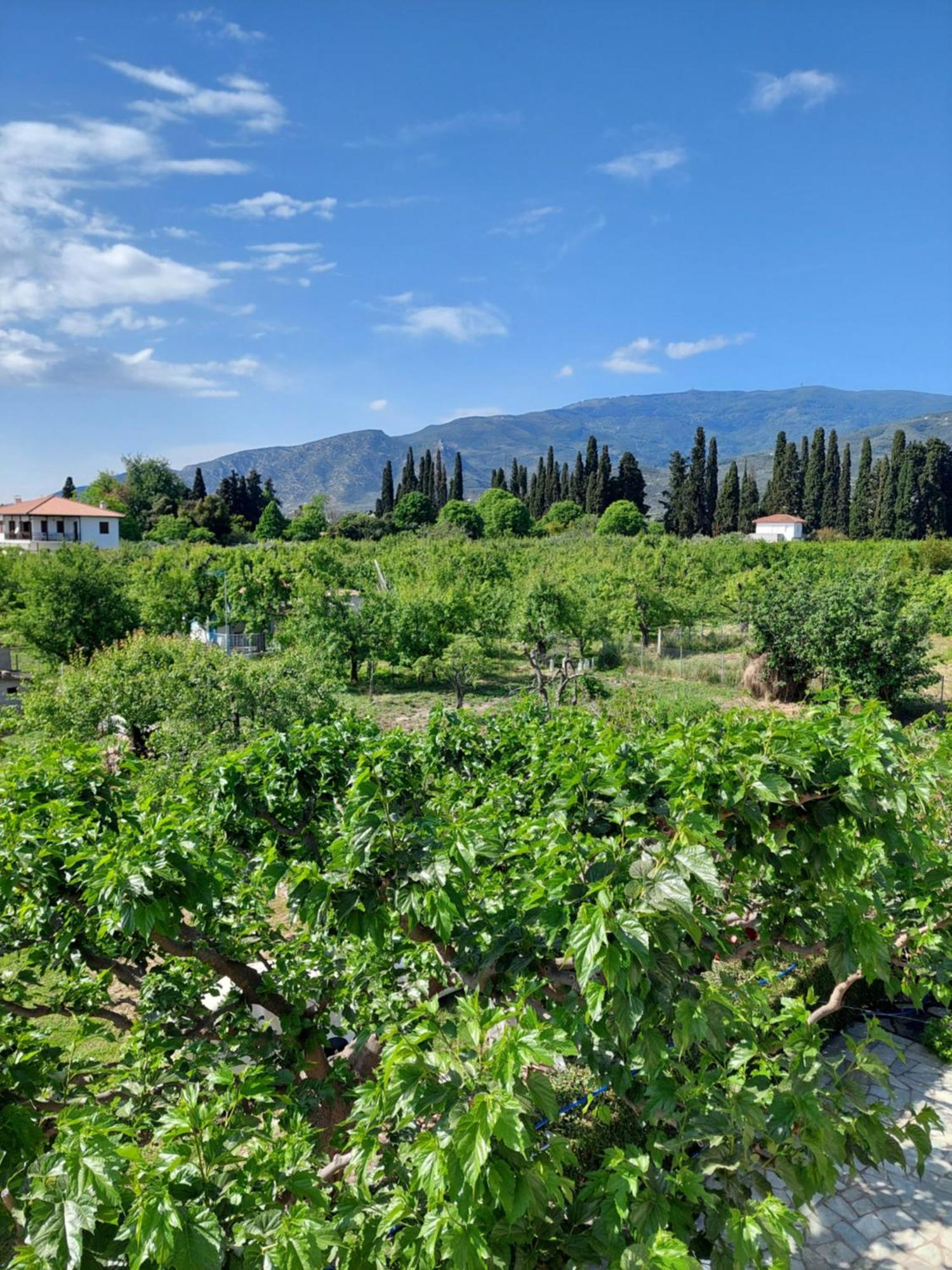 Platanidia Apartment Pelion Εξωτερικό φωτογραφία